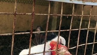 The hungry little bunny grabs his food in no time when it was offered