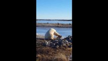 Cet ours polaire caresse un chien... et c'est trop mignon !
