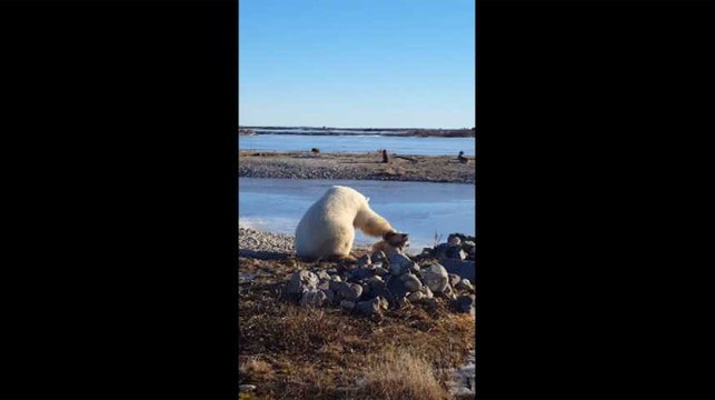 Cet ours polaire caresse un chien... et c'est trop mignon !