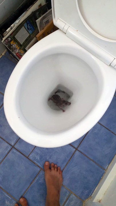 Un homme a une surprise en tirant la chasse d’eau de ses toilettes
