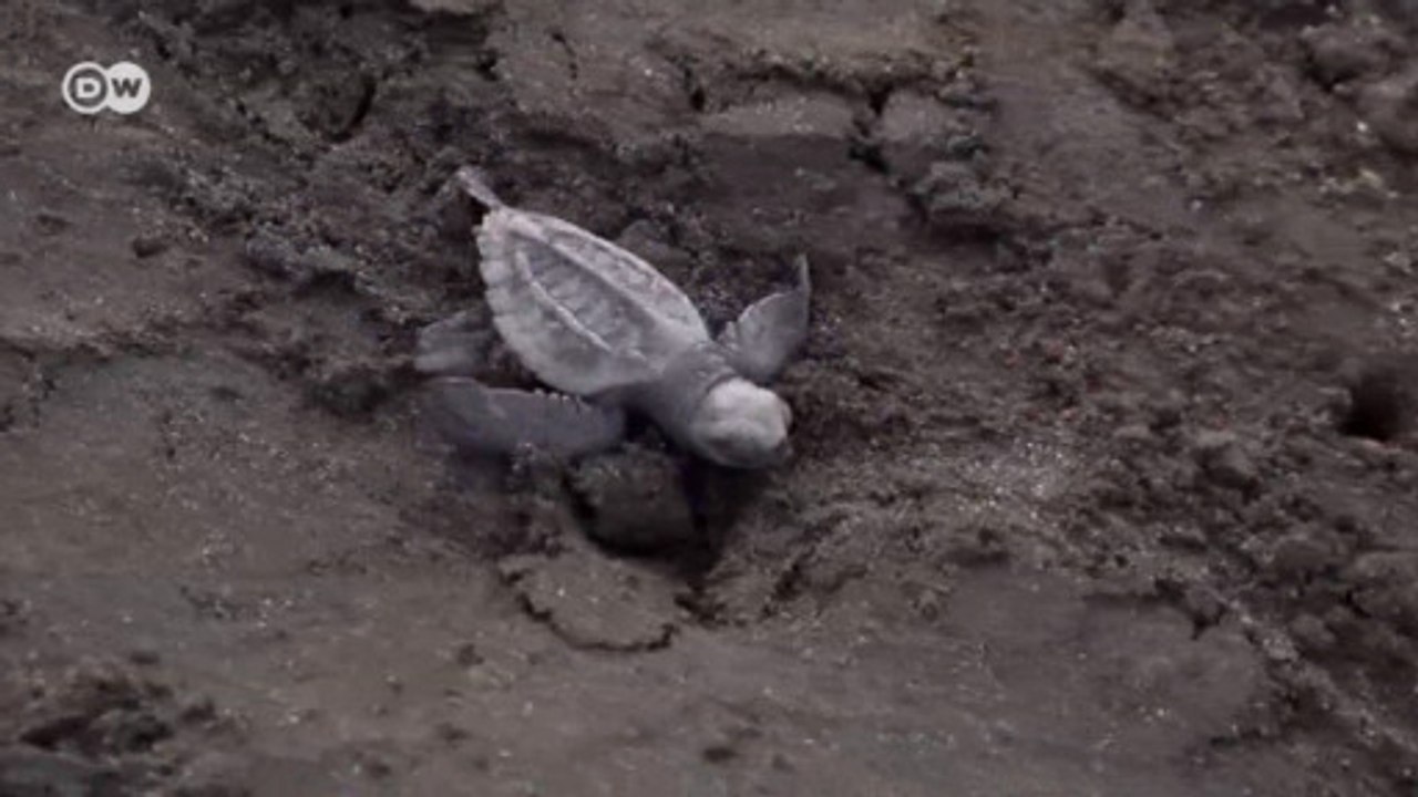 Milhares de tartarugas chegam à Costa Rica