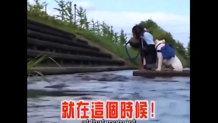 Funny animals video - monkey and dog walk together