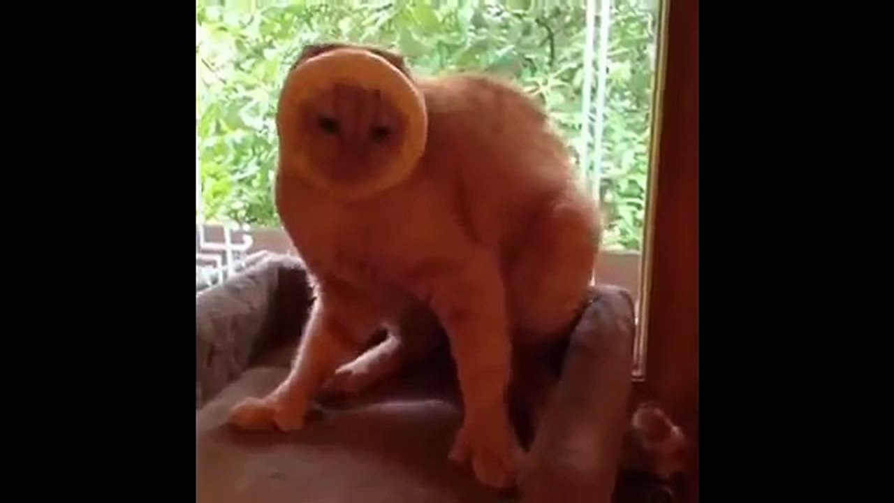 funny cats videos