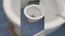 Une surprise dans les toilettes