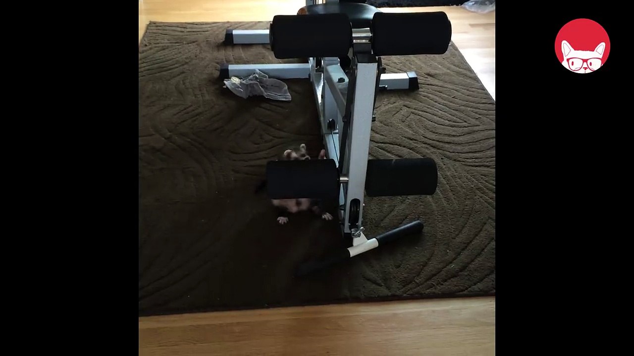 Funny Cat On (Bodybuilding Workout)