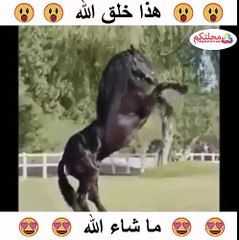 هذا خلق الله .. ما شاء الله