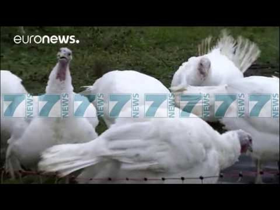 SHQIPERIA NDALON IMPORTIN E SHPENDEVE NGA VENDET E PREKURA - News, Lajme - Kanali 15