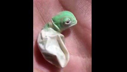 The egg of the chameleon opens and the magic happens