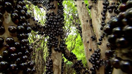 28/08/2016 SAUDE: JABUTICABA