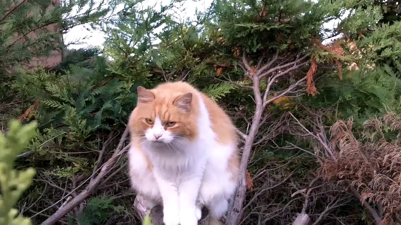 jouer à chat perché