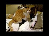 Great Dane Enjoys Massage From Cat