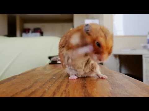 Hamster Dries Itself Off in the Cutest Way