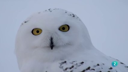 EL VIAJE DE LOS BUHOS NIVALES - CUENTO DE INVIERNO - DOCUMENTAL