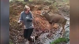 Un cerf tombe amoureux d'une jeune fille