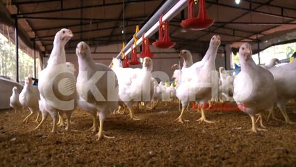 Shqipëria rrezikohet nga gripi i shpendëve