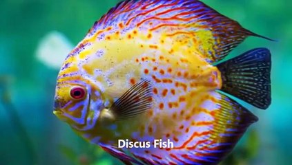 24 Most Beautiful  Amazing Fish From Around The World