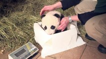 Les pandas jumeaux du zoo de Vienne ont reçu leurs noms