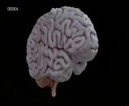Cerebro y celos: Diferencias de genero