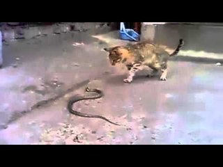 Epic Battle Cat Vs Snake - Brave Cat Videos - Must Watch