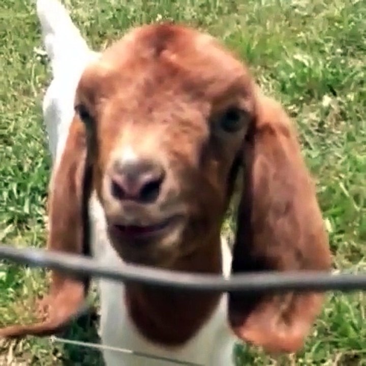 funny  animal 2 2016