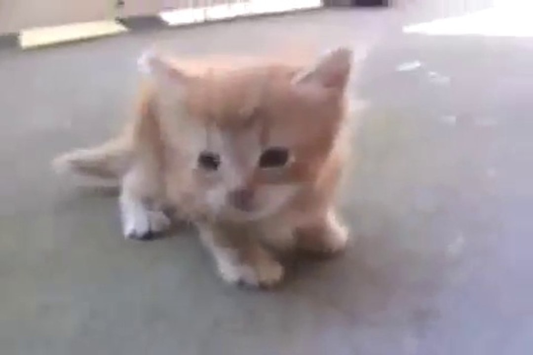 Maman chat vient au secours de ses chatons