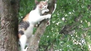 Maman Chatte secourant son chaton coincé dans l'arbre