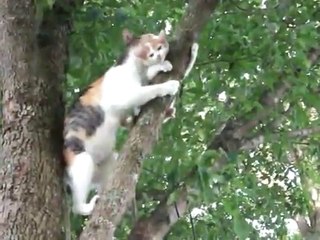 Maman Chatte secourant son chaton coincé dans l'arbre