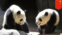 Panda yang dikirim ke Cina ini hanya bisa berbahasa Inggris - Tomonews
