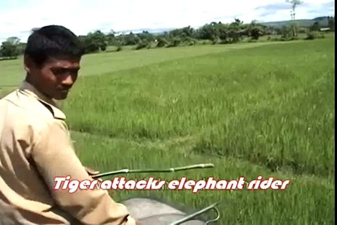 Tiger Attack Elephant Rider