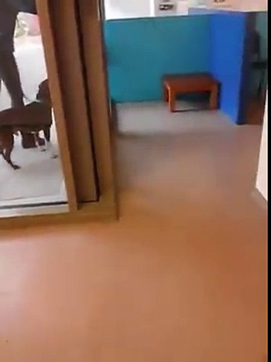 Perro da a concoer su mejor amigo
