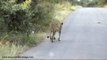 Rare Sighting! - Lioness Rolling her Face in Dung to Mask Scent - Kruger National Park