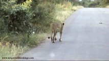 Rare Sighting! - Lioness Rolling her Face in Dung to Mask Scent - Kruger National Park