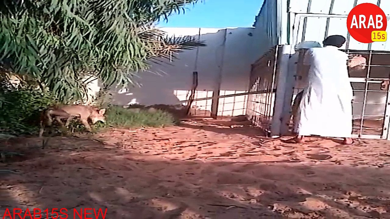 shx777 ossama dghiry جميع مقاطع أسامة الدغيري (هاوي للحيوانات المفترسة) افضل المنوعات المضحكة في انستقرام 2016