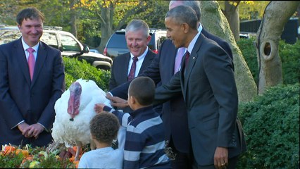 Obama indulta a un pavo en su último Día de Acción de Gracias