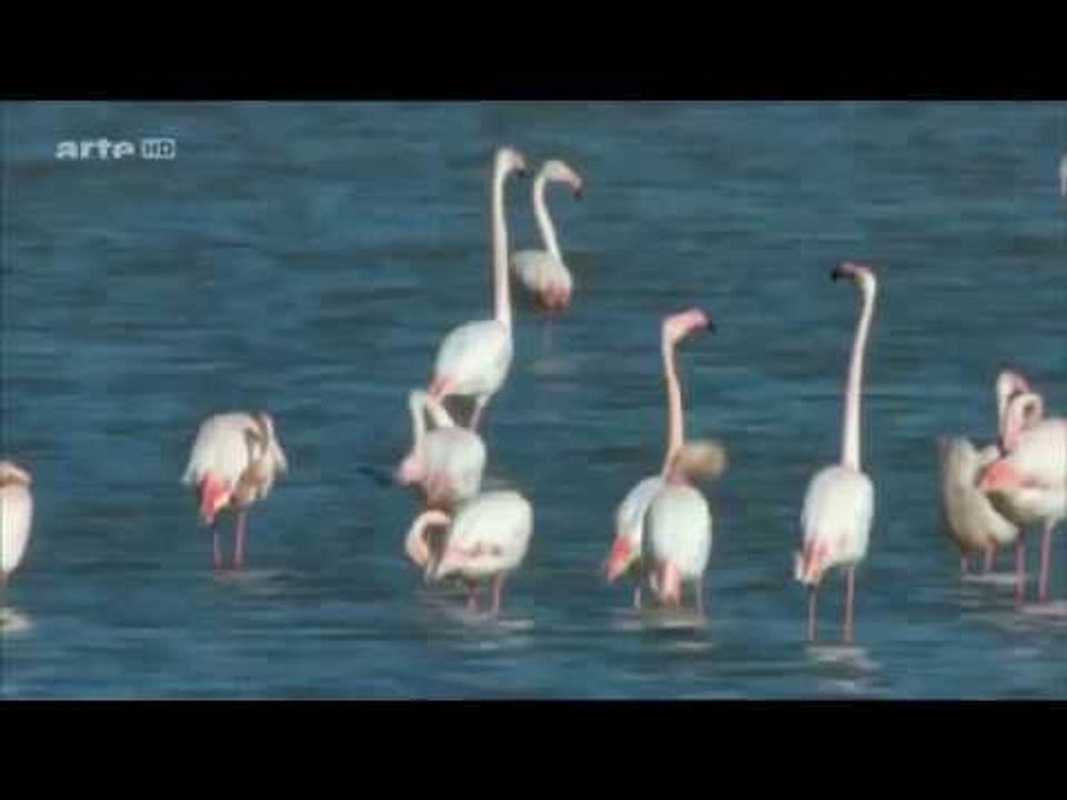 Documentaire sur les animaux et le changement du climat
