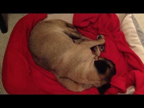 Power-Napping Pug Snores Through Her Doggy Dreams