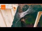 Hunstman Spider and Spiderlings Raid Mailbox