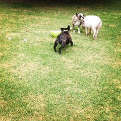 Pig Attempts to Join Dogs for Feast