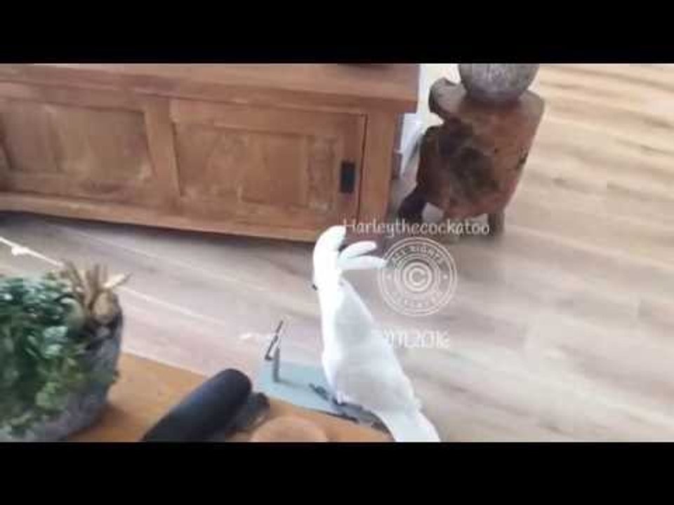 Smooth Cockatoo Takes a Ride Around Living Room