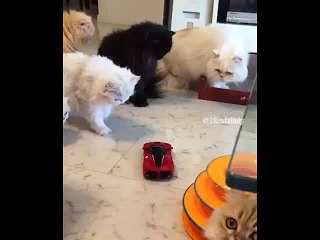 VTEC Açtı mı? Ne Zaman Olur? 🚗