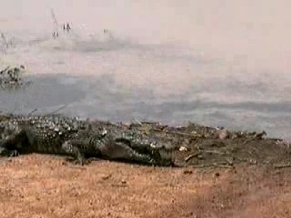 Crocodiles à Basoulé