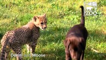 Cheetah Cub Donni and Puppy Moose Play - Cincinnati Zoo