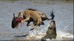 Amazing Predators Fight - Big Battle Animals , Lion vs Anaconda, Monkey Attacks Girl #2