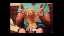 Funny Pets Dancing Videos