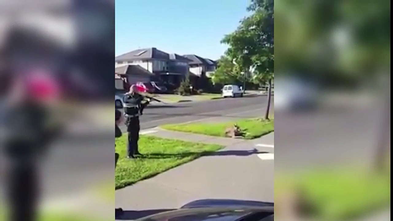 Police Shoot Injured Kangaroon When Child Passes By