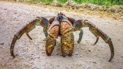 10 Bizarre and Beautiful Crabs