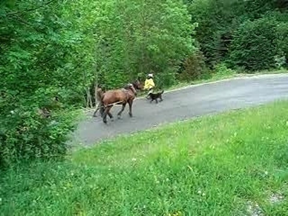 Débardage au porteur en Dévoluy, mai 2007