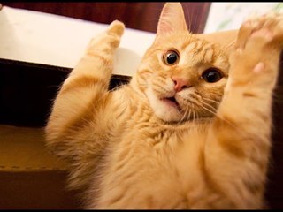 Hayvanların en eğlenceli görüntüleri