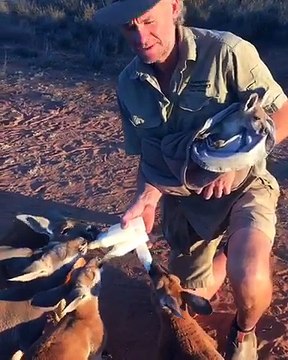 Il nourrit plusieurs bébés kagourous orphelins en même temps