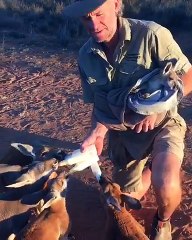 Il nourrit plusieurs bébés kagourous orphelins en même temps